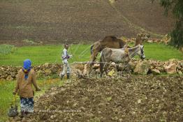 Image du Maroc Professionnelle de  Mohamed agriculteur aux environ d’El Jadida utilise une charrue tiré par un mulet et un chameau, l’emploi d’animaux de bâts de forces différentes s’impose à cause du bon voisinage des deux bêtes contrairement à deux chameaux qui perdent leur temps à se mordre à tour de rôle. Seul inconvénient le tracé de la charrue rend qui prend la forme d’un arc sur les grands champs contrairement aux lignes presque droites habituelles. Au premier plan la femme de l'agriculteur, suit derrière en semant les grains au milieu du tracé fait par la charrue, Jeudi 3 Mars 2005. (Photo / Abdeljalil Bounhar) 